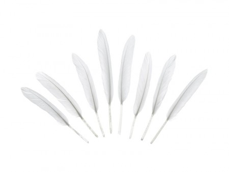 Decorative feathers white 10-16cm 8stk